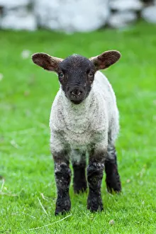 Wool: Shetland Sheep, a traditional, hardy breed