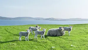 Wool: Shetland Sheep, a traditional, hardy breed