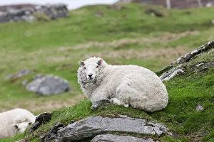 Wool: Shetland Sheep, a traditional, hardy breed