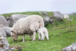 Wool: Shetland Sheep, a traditional, hardy breed