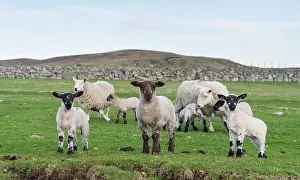 Wool: Shetland Sheep, a traditional, hardy breed