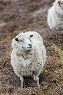 Wool: Shetland Sheep, a traditional, hardy breed