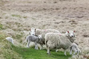 Wool: Shetland Sheep, a traditional, hardy breed