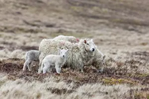Wool: Shetland Sheep, a traditional, hardy breed