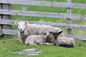 Wool: Shetland Sheep, a traditional, hardy breed