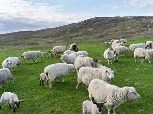Wool: Shetland Sheep, a traditional, hardy breed