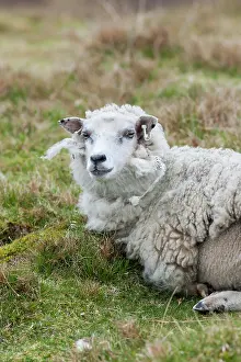 Wool: Shetland Sheep, a traditional, hardy breed
