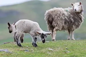Wool: Shetland Sheep, a traditional, hardy breed