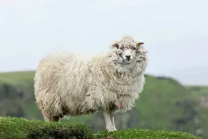 Wool: Shetland Sheep, a traditional, hardy breed