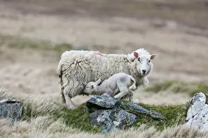Lamb: Shetland Sheep, a traditional, hardy breed