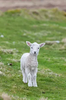 Lamb: Shetland Sheep, a traditional, hardy breed