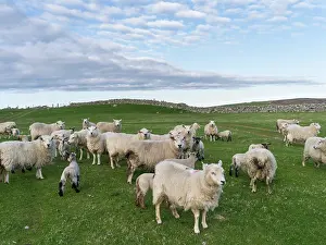 Wool: Shetland Sheep, a traditional, hardy breed