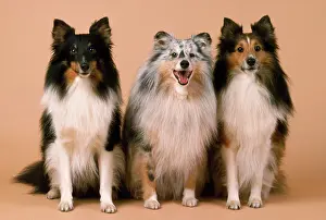 SHETLAND SHEEPDOG