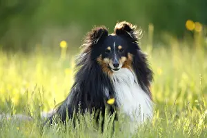 Unsharp: Shetland Sheepdog male sitting on the grass France