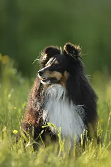 Unsharp: Shetland Sheepdog male sitting on the grass France