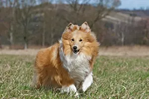 Sheltie: Shetland Sheepdog, Sheltie, running on meadow