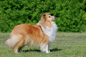Sable: Shetland Sheepdog or Sheltie, sable coloured, standing