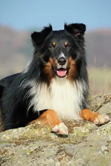 Lays: Shetland Sheepdog, Sheltie, tricolour, lying on