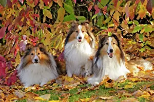 Dogwood: Shetland Sheepdogs, three together by dogwood bushes