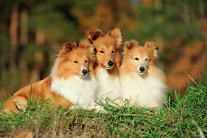 Sable: Three Shetland Sheepdogs or Shelties, sable