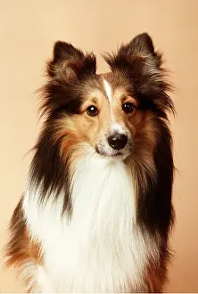 Sheepdogs: Shetland / Sheltie Sheep DOG