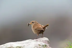Wrens: Shetland Wren