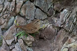 Wrens: Shetland Wren