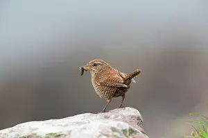 Wren: Shetland Wren