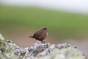 Wren: Shetland Wren