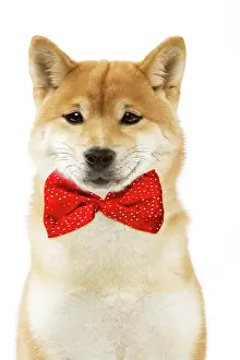 Inus: Shiba Inu Dog, smiling wearing red bow tie