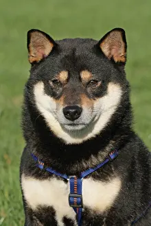 Shiba: Shiba Inu, portrait Shiba Inu Portr&, x4d2c; Kopfaufnahme
