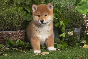 Inus: Shiba Inu puppy outdoors in the garden