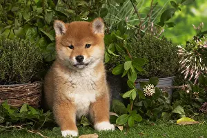 Inus: Shiba Inu puppy outdoors in the garden