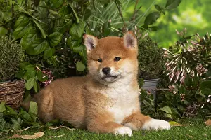 Inus: Shiba Inu puppy outdoors in the garden