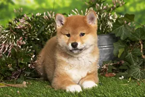 Inus: Shiba Inu puppy outdoors in the garden