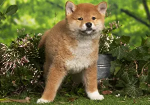Inus: Shiba Inu puppy outdoors in the garden