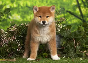 Inus: Shiba Inu puppy outdoors in the garden