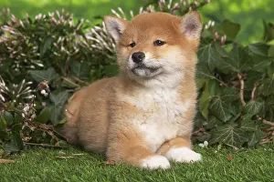 Inus: Shiba Inu puppy outdoors in the garden