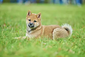 121119: Shiba, puppy lying in grass, Germany, Europe