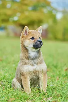 121119: Shiba, puppy sitting on a meadow, Germany, Europe