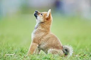 121119: Shiba, puppy sitting on a meadow, Germany, Europe