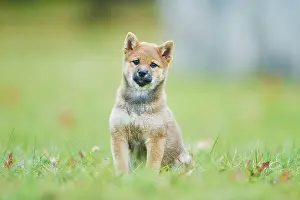121119: Shiba, puppy sitting on a meadow, Germany, Europe