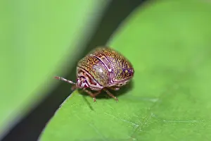 Gianyar: Shield Bug on leaf - Saba, Gianyar, Bali, Indonesia