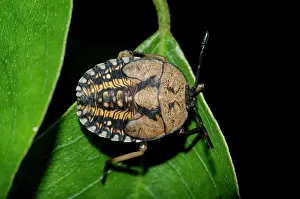 Nymph: Shield Bug nymph
