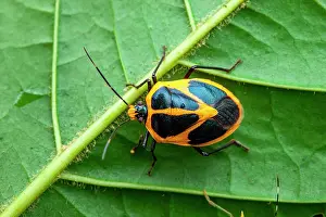 Shield: Shield Bug (Pharypia generosa) on a leaf, Petit