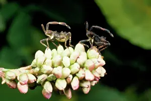 Marginatus: Shield Bug / Stink Bug
