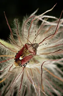Stink: Shield Bug / Stink bug - in a dandelion
