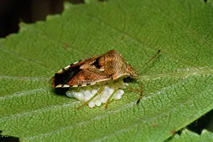 Sting: Shield Bug / Stink bug - guarding eggs