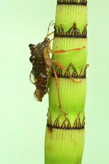 Stink: Shield Bug / Stink bug - On Horsetail after Rain