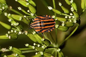 Graphosoma: A shield bug - on umbellifer